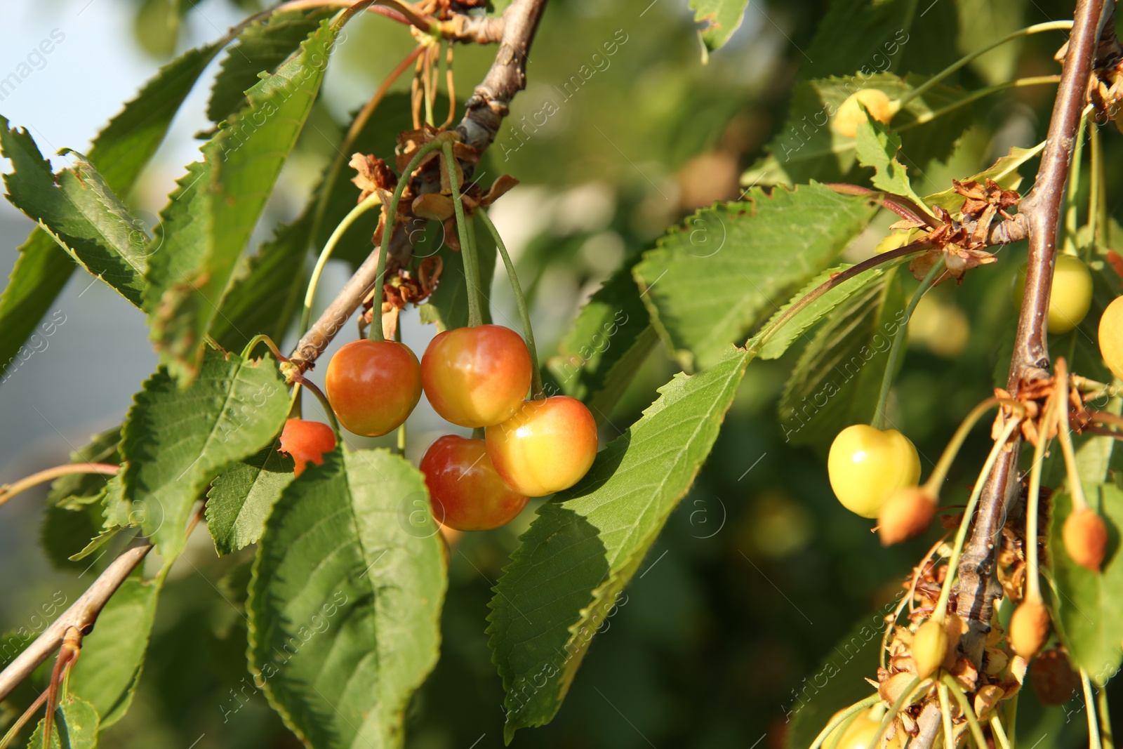 Photo of Cherry tree with green leaves and unripe berries growing outdoors, closeup