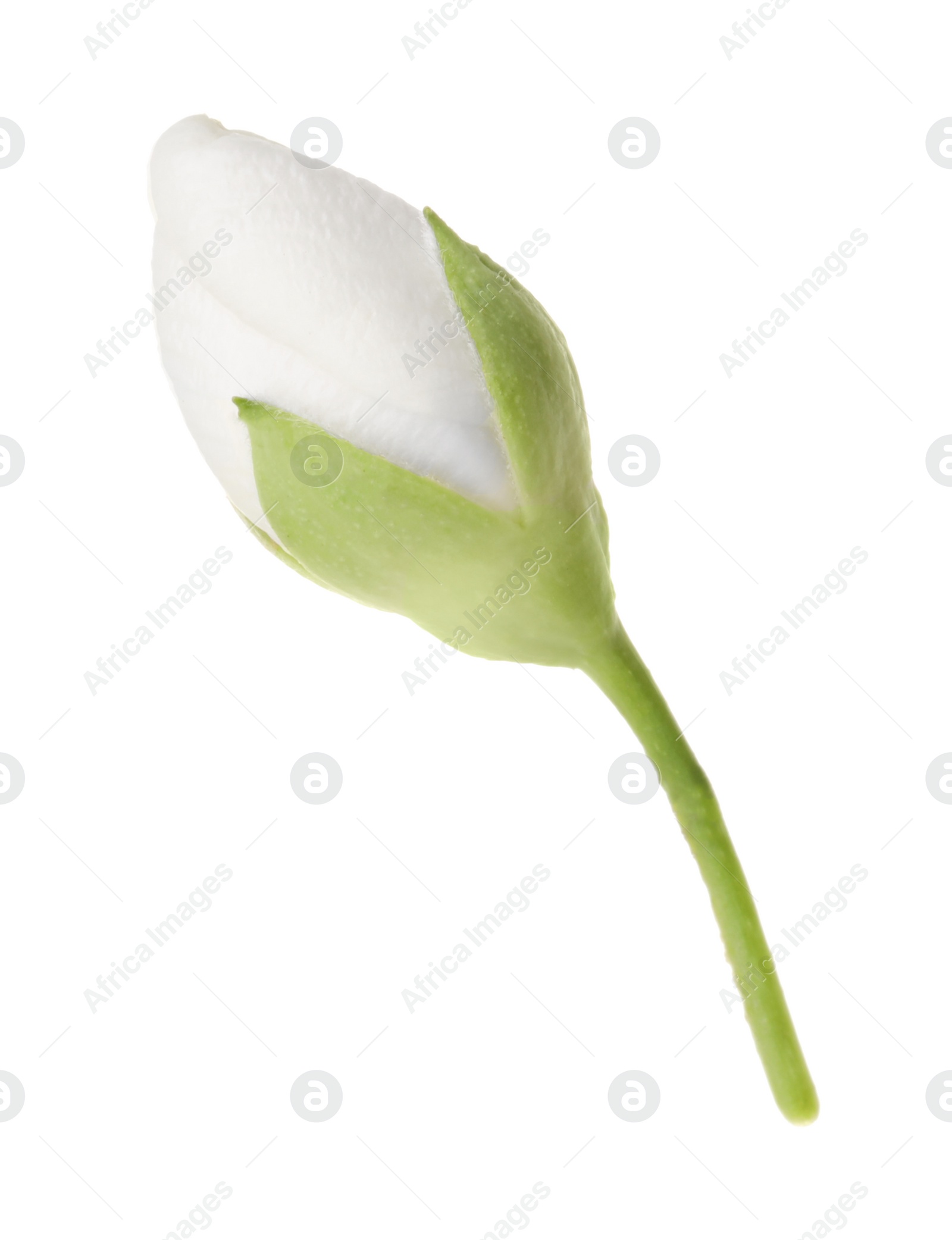 Photo of One fresh jasmine bud isolated on white