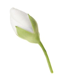 Photo of One fresh jasmine bud isolated on white