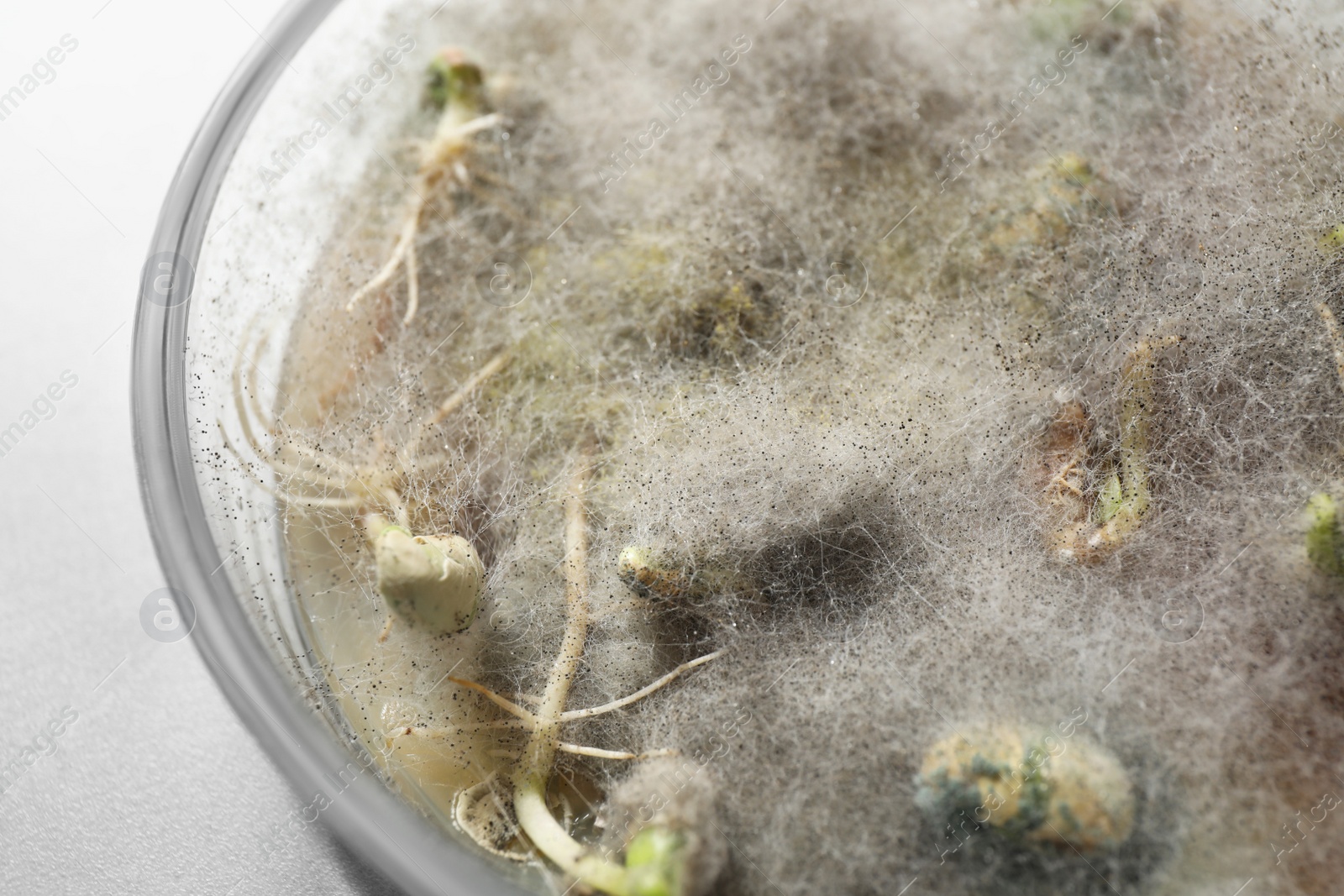 Photo of Germination and energy analysis of soybeans in Petri dish on table, closeup. Laboratory research