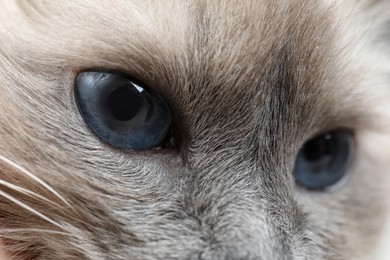 Photo of Birman cat with beautiful blue eyes, closeup