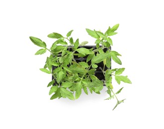 Photo of Seedlings growing in plastic container with soil isolated on white, top view. Gardening season