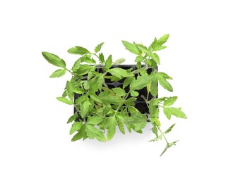 Seedlings growing in plastic container with soil isolated on white, top view. Gardening season