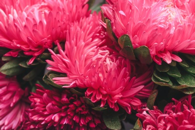 Photo of Beautiful pink asters as background, closeup. Autumn flowers