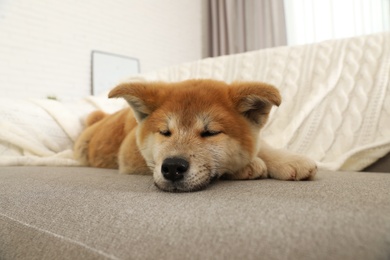 Photo of Funny akita inu puppy on sofa in living room