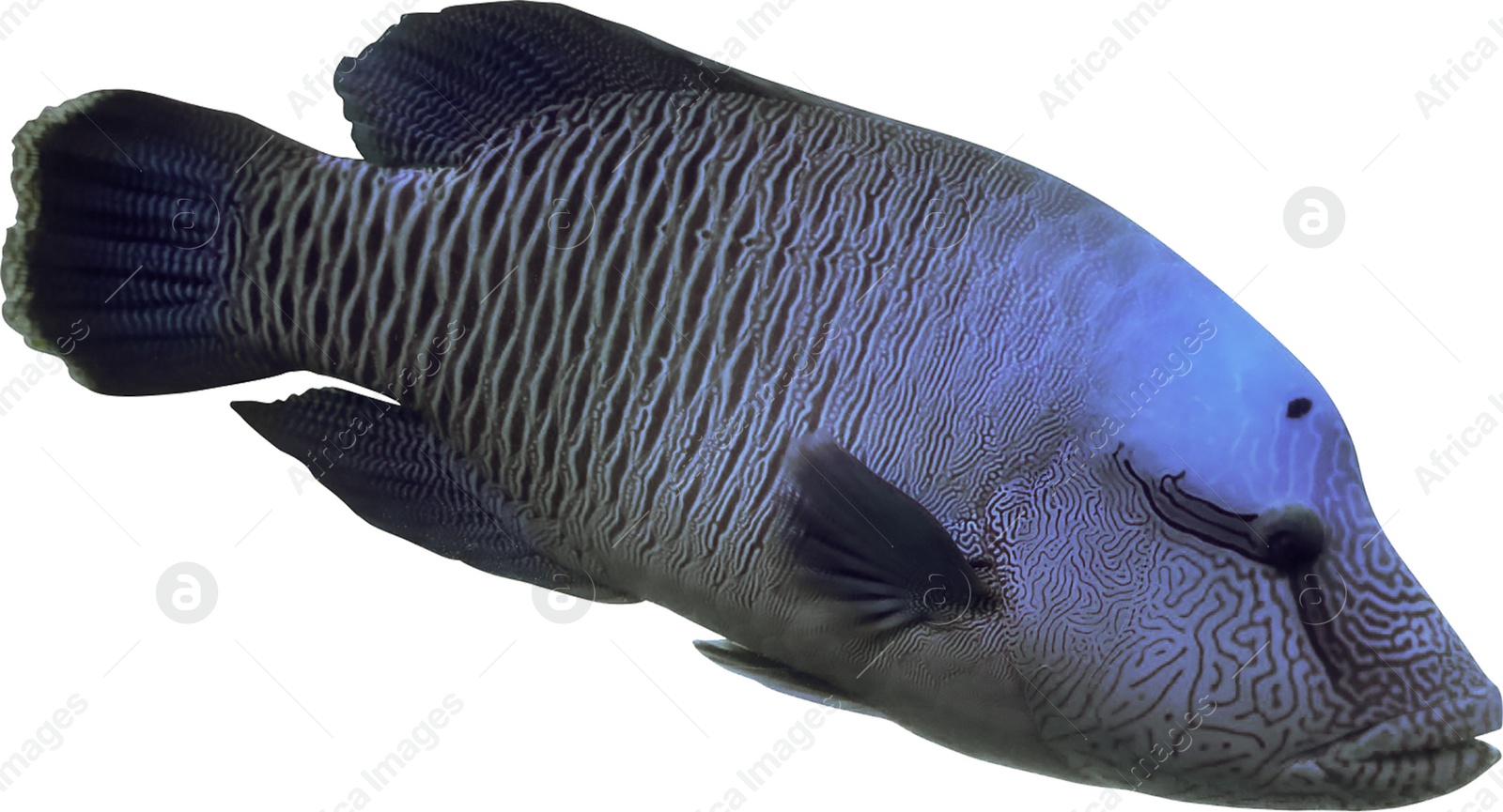 Image of Beautiful tropical fish on white background, closeup