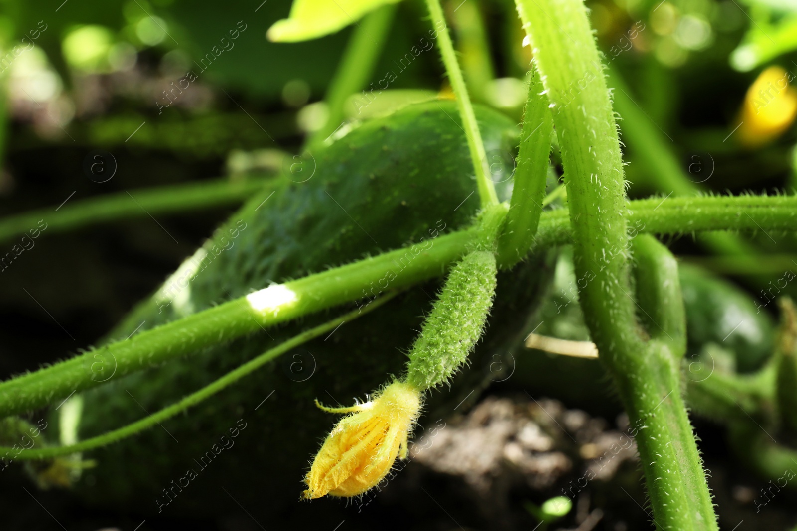 Photo of Green plant with unripe cucumber in garden