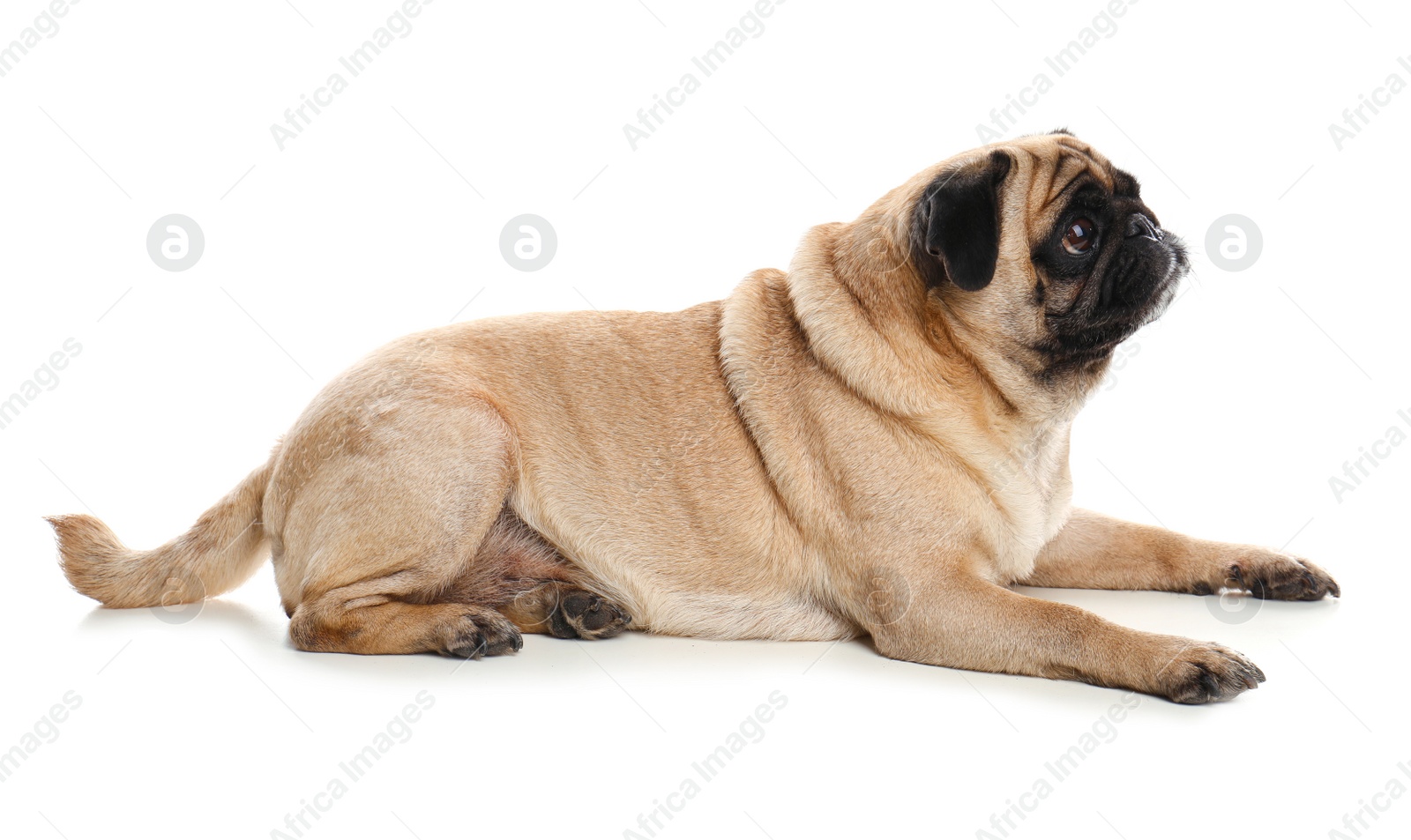 Photo of Happy cute pug dog isolated on white