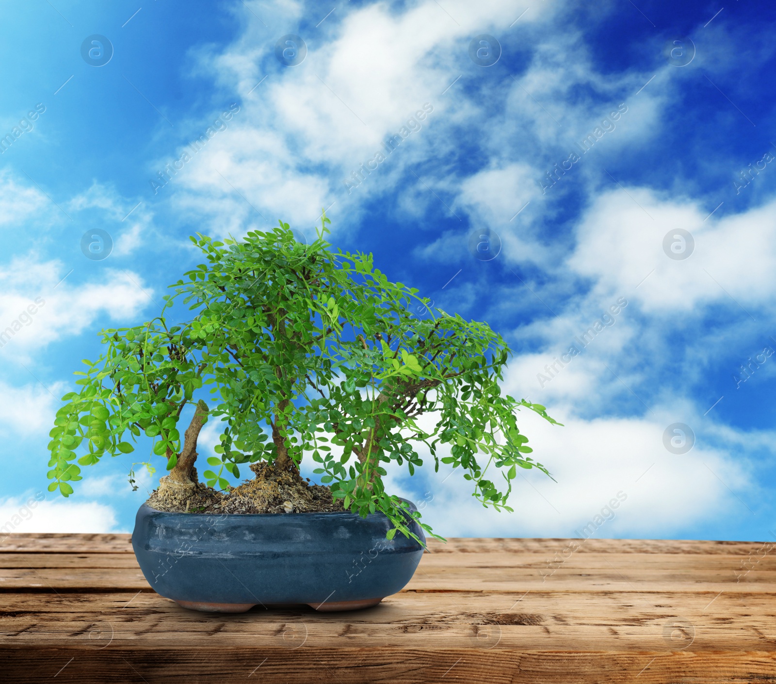 Image of Beautiful bonsai tree in pot on wooden table against blue sky