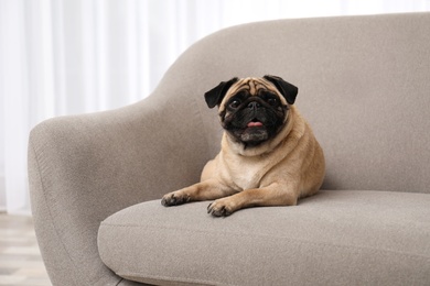 Happy cute pug dog on sofa indoors