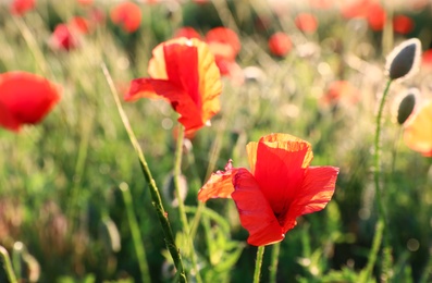 Photo of Beautiful blooming red poppy flowers in field