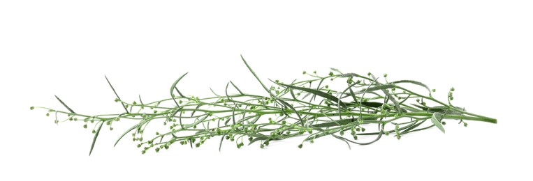 Photo of Sprigs of fresh tarragon on white background