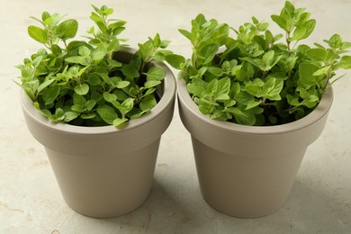 Aromatic potted oregano on light grey table