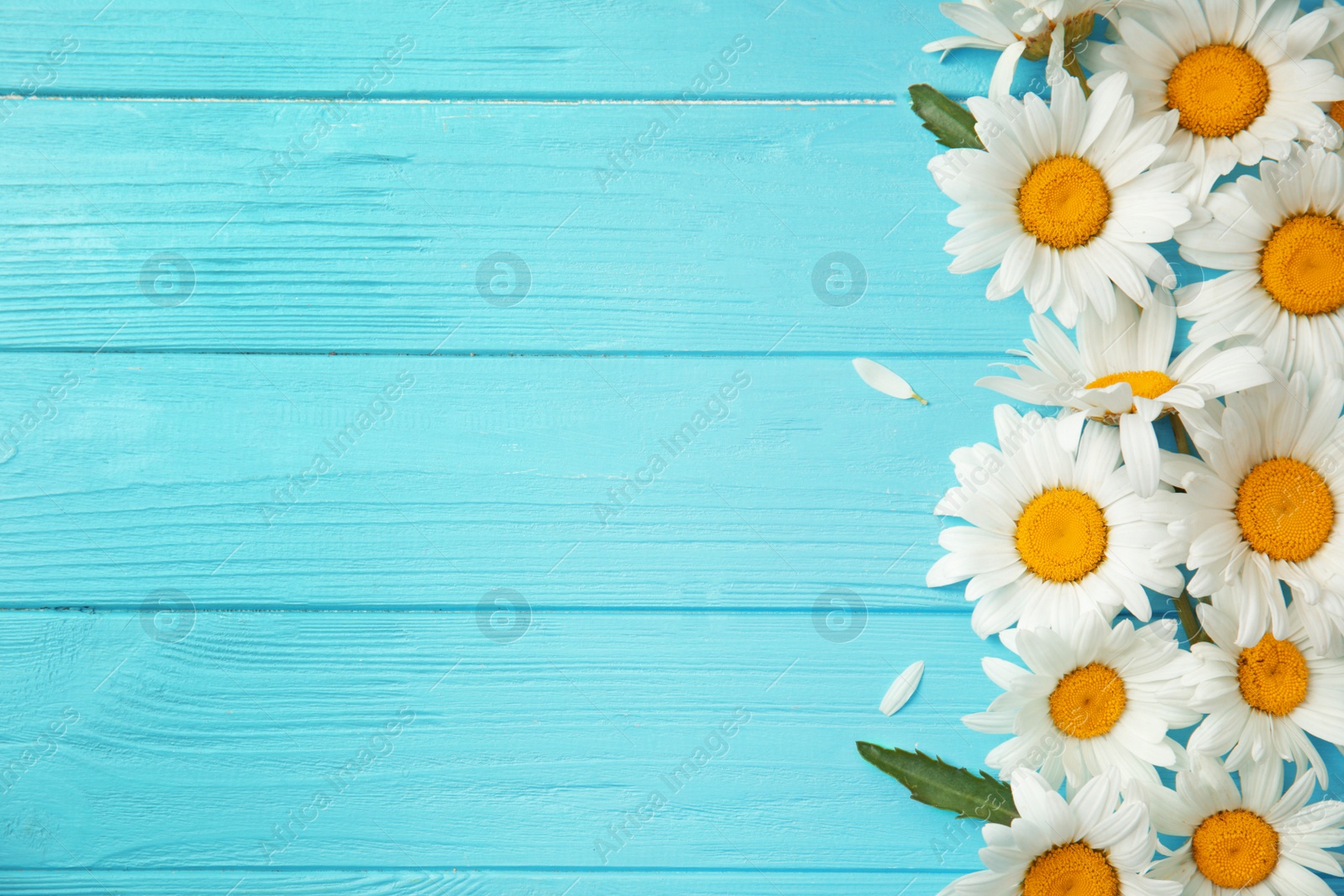 Photo of Beautiful chamomile flowers on color wooden background, top view