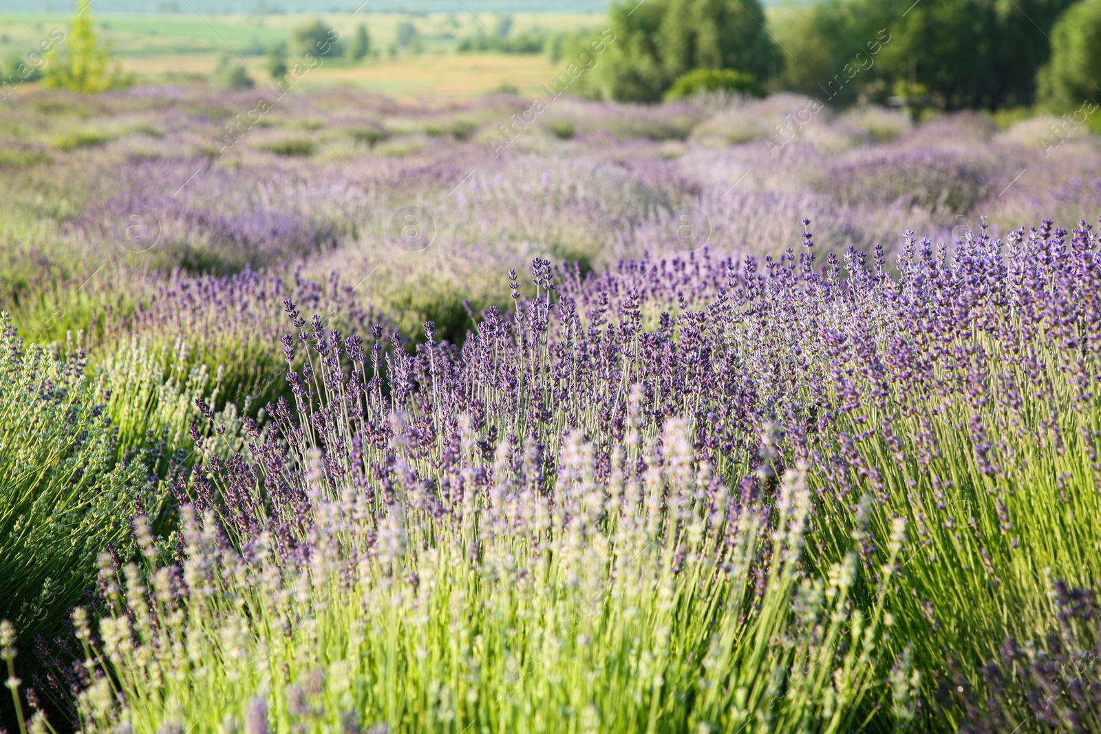 Photo of Beautiful view of blooming lavender growing in field