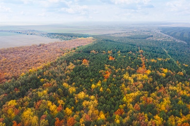 Image of Aerial view of beautiful forest on autumn day