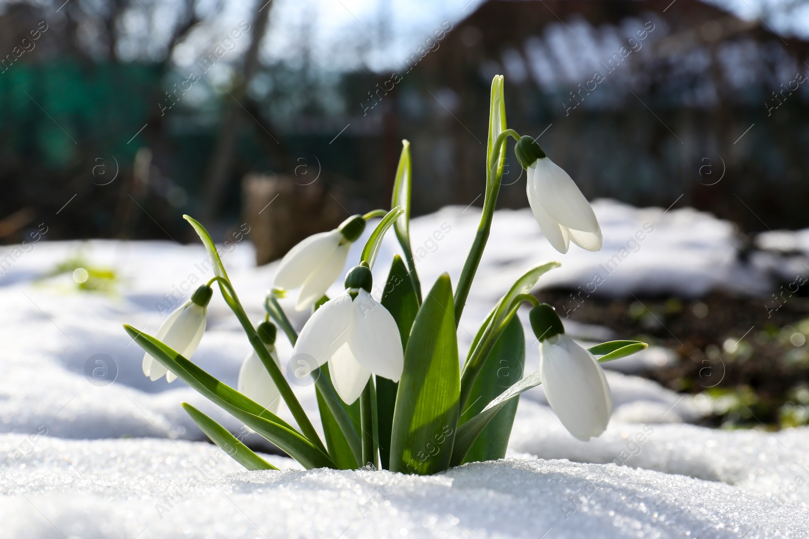 Photo of Beautiful blooming snowdrops growing in snow outdoors. Spring flowers