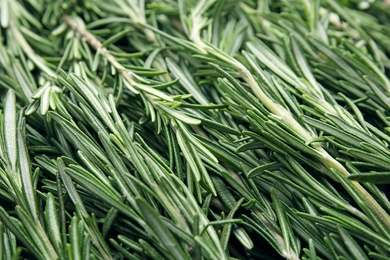 Fresh rosemary twigs as background, closeup. Aromatic herb