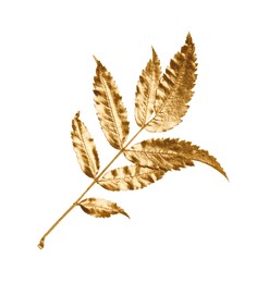 Photo of Twig of golden rowan leaves isolated on white. Autumn season