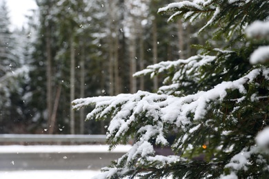 Closeup view of fir tree covered with snow outdoors on winter day. Space for text