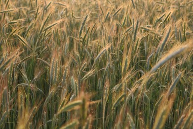 Photo of Beautiful agricultural field with ripening wheat crop