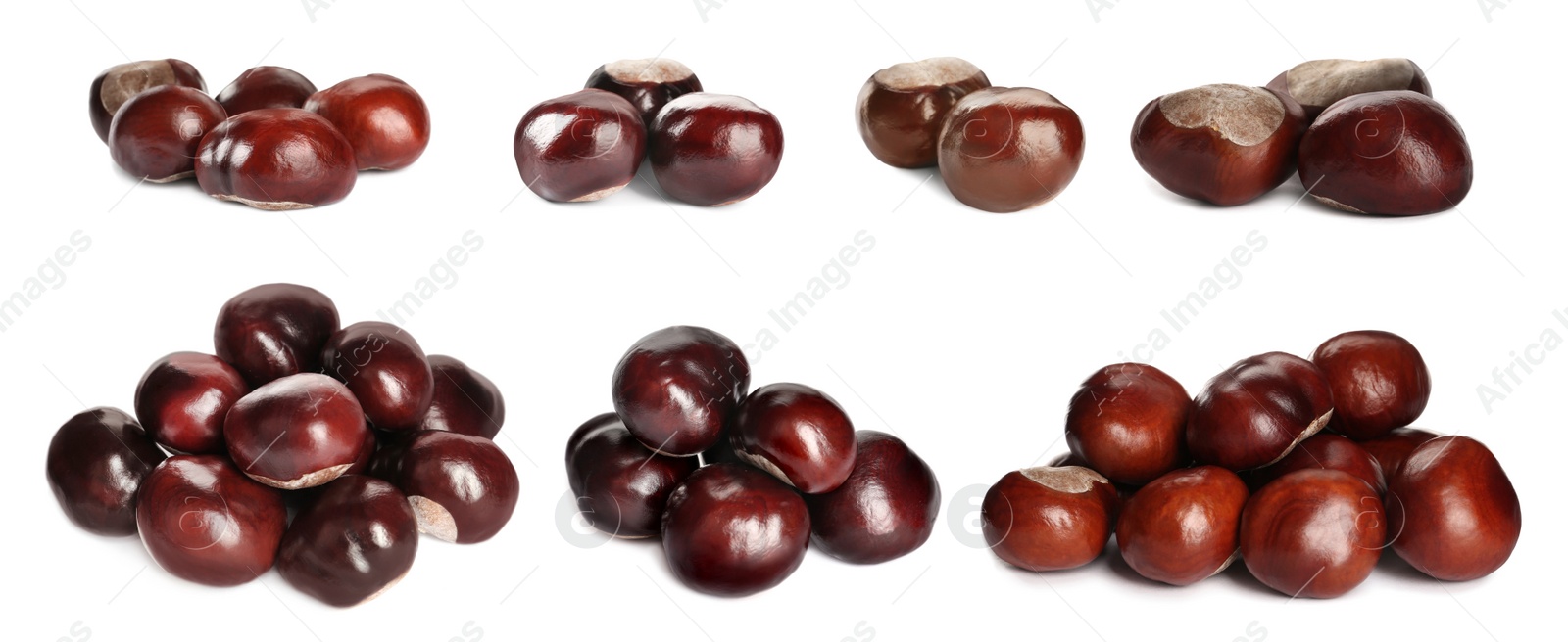 Image of Set of brown horse chestnuts isolated on white. Banner design 