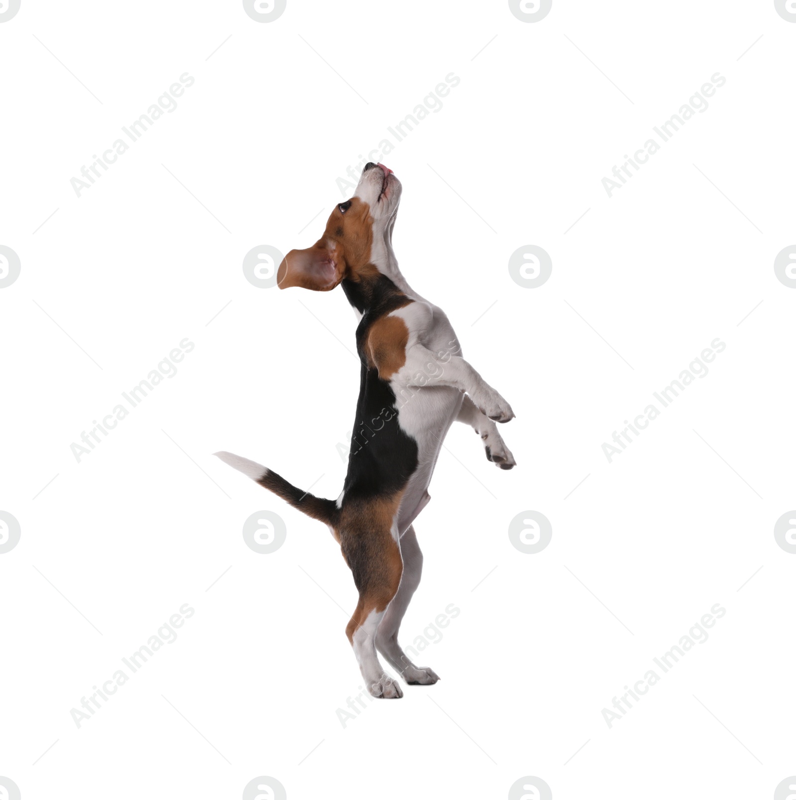 Photo of Cute Beagle puppy on white background. Adorable pet