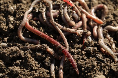 Photo of Many worms on wet soil on sunny day, closeup