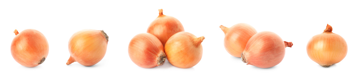 Image of Set of yellow onion bulbs on white background. Banner design