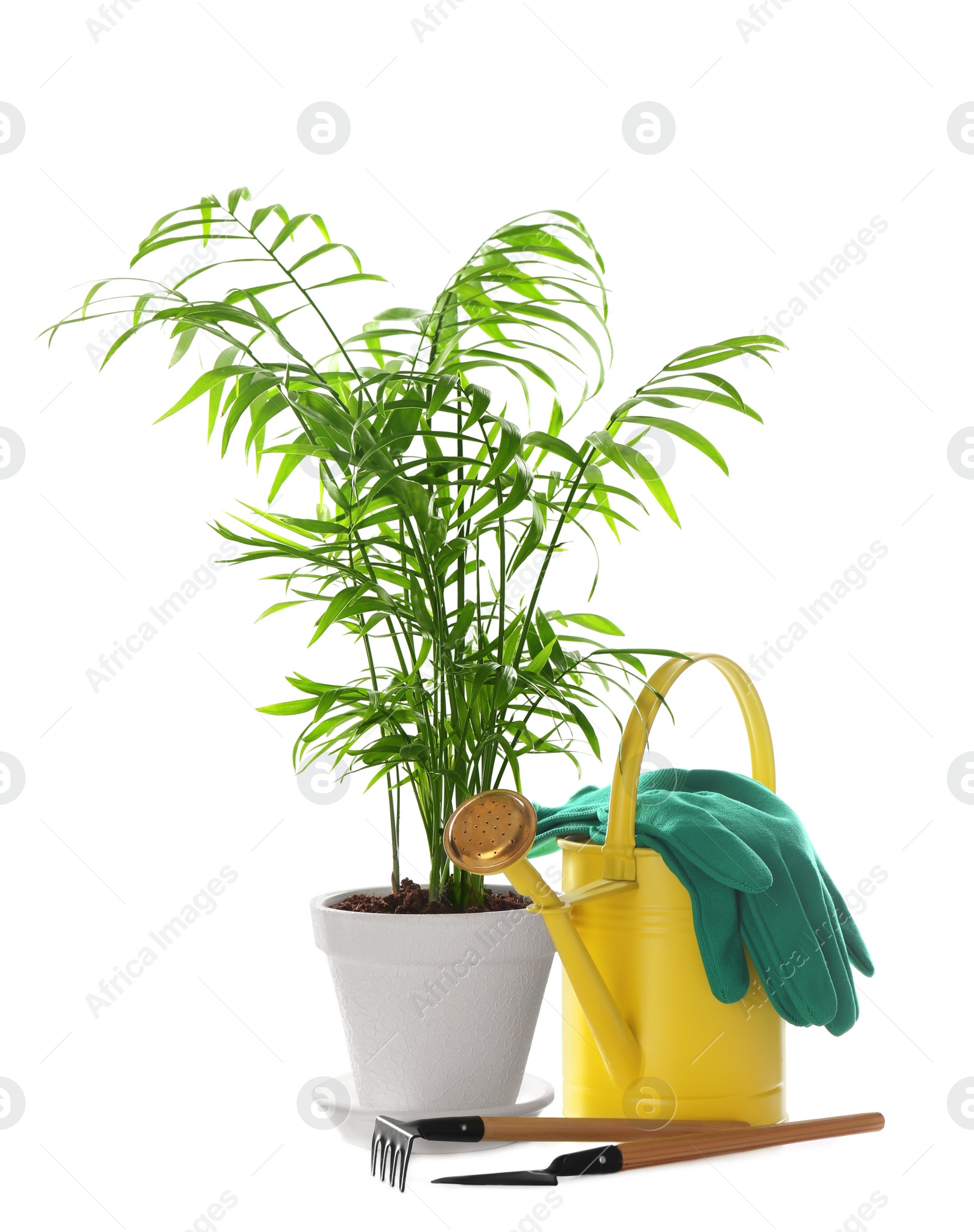 Photo of Beautiful Ravenea rivularis plant in pot and gardening tools on white background. House decor