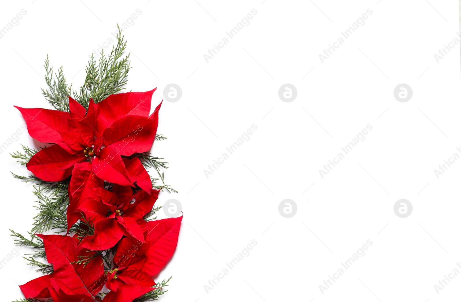 Photo of Flat lay composition with poinsettia and space for text on white background. Traditional Christmas flower