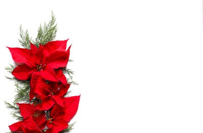 Photo of Flat lay composition with poinsettia and space for text on white background. Traditional Christmas flower