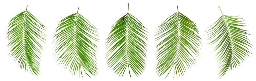 Set of tropical leaves on white background. Banner design 