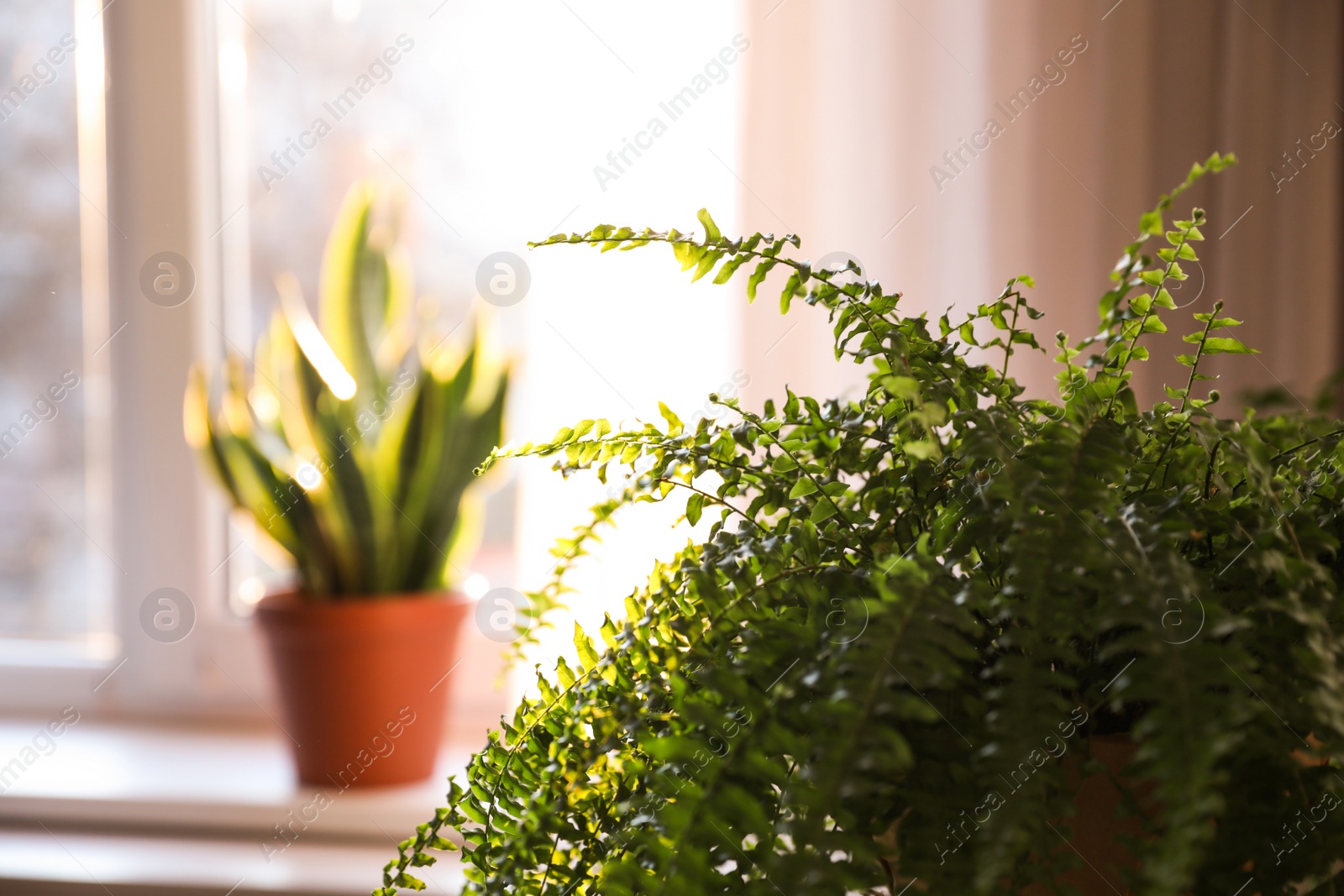 Photo of Beautiful fern plant at home, closeup view. Space for text