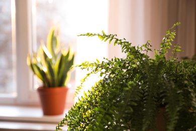 Photo of Beautiful fern plant at home, closeup view. Space for text