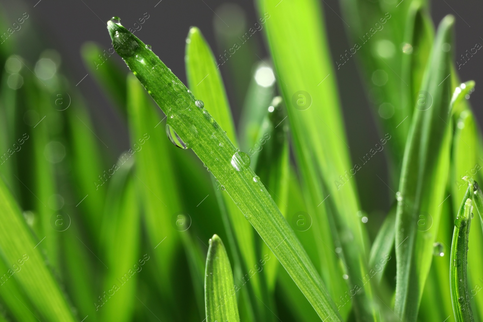 Photo of Green lush grass with water drops on blurred background, closeup