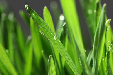 Green lush grass with water drops on blurred background, closeup