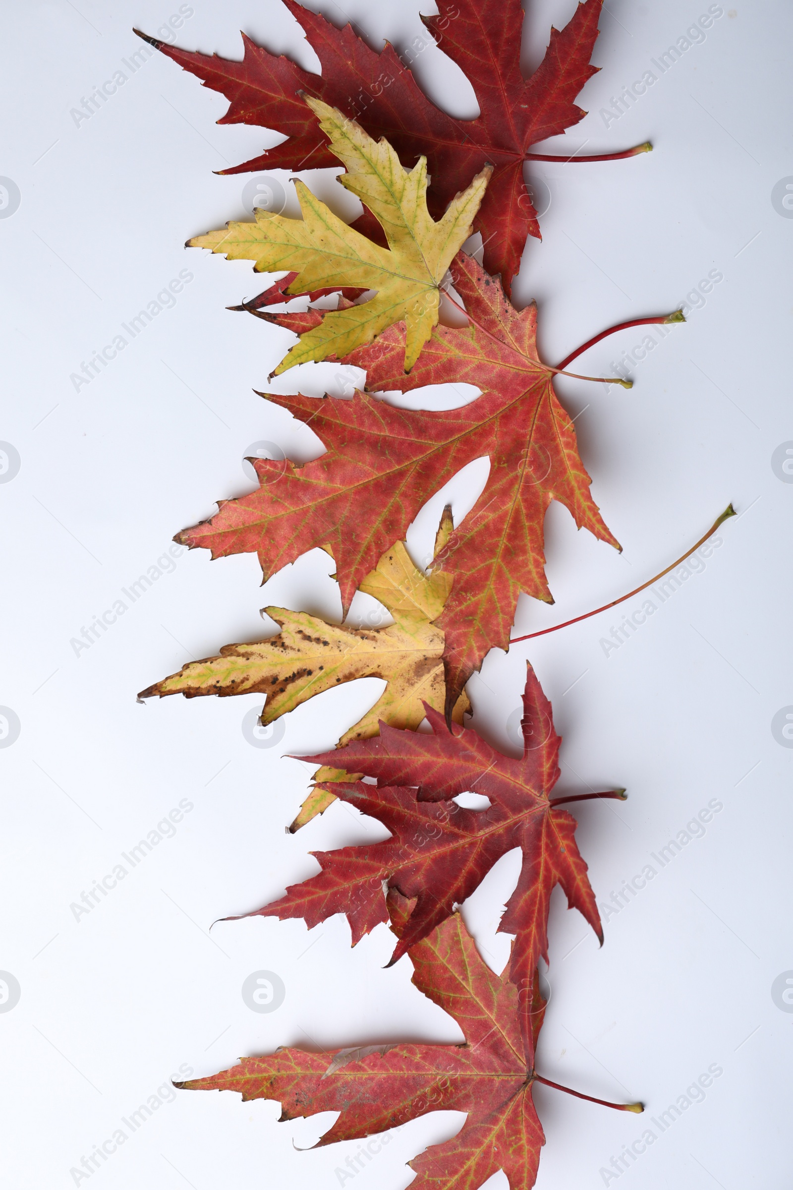 Photo of Dry leaves of Japanese maple tree on white background, top view. Autumn season