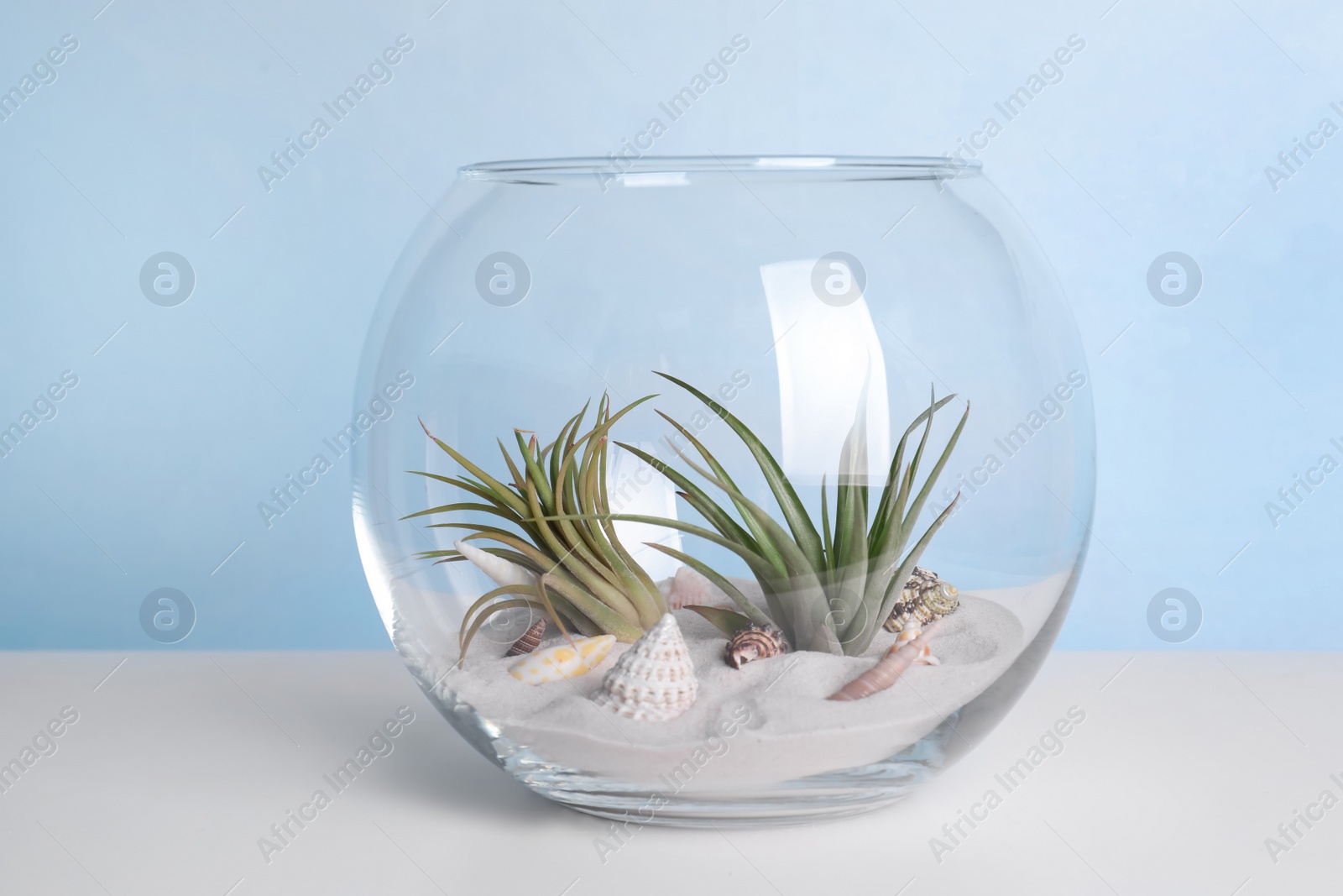 Photo of Tillandsia plants in florarium on white table. House decor