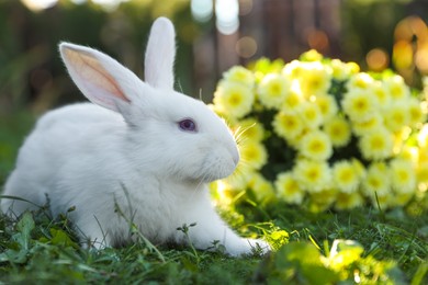 Photo of Cute white rabbit near flowers on green grass outdoors. Space for text