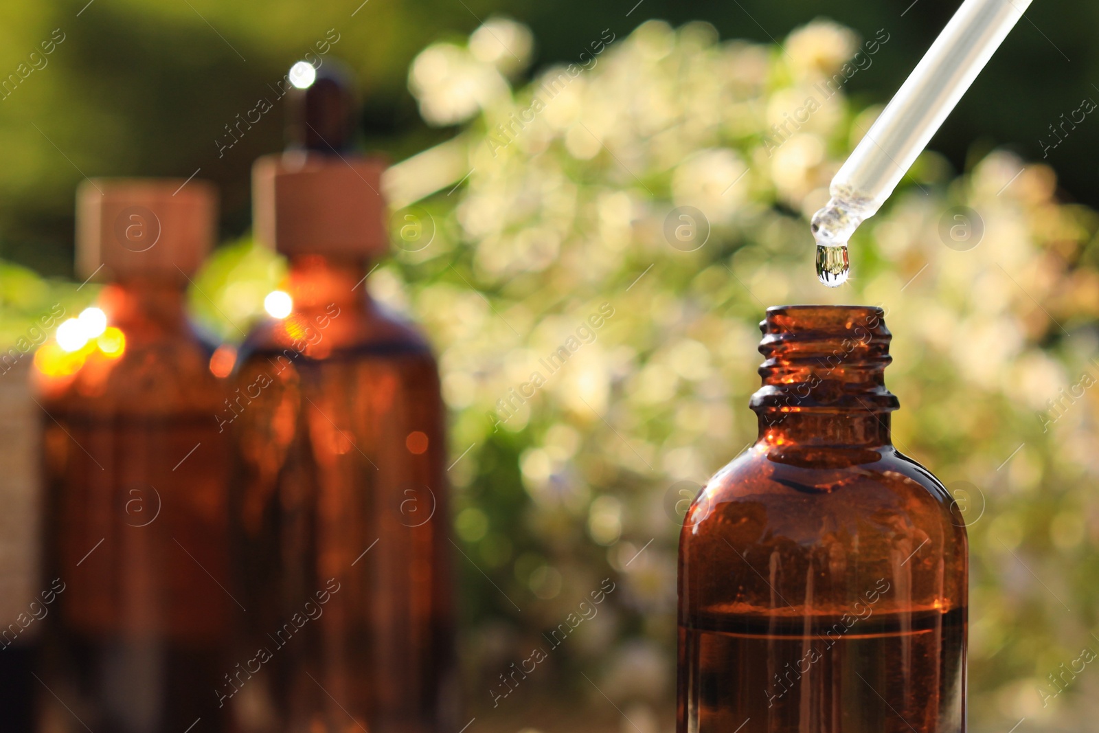 Photo of Dripping chamomile essential oil from pipette into bottle on blurred background, closeup. Space for text