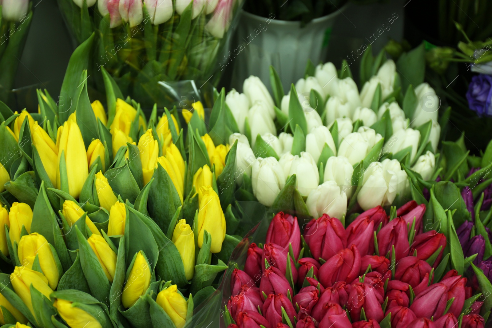 Photo of Fresh bouquets of beautiful tulip flowers, closeup