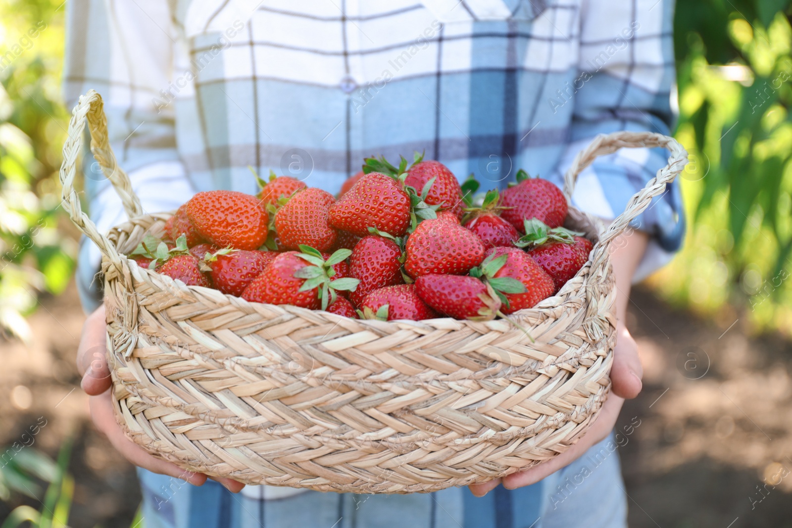 Photo of Woman holding wicker basket with ripe strawberries outdoors, closeup