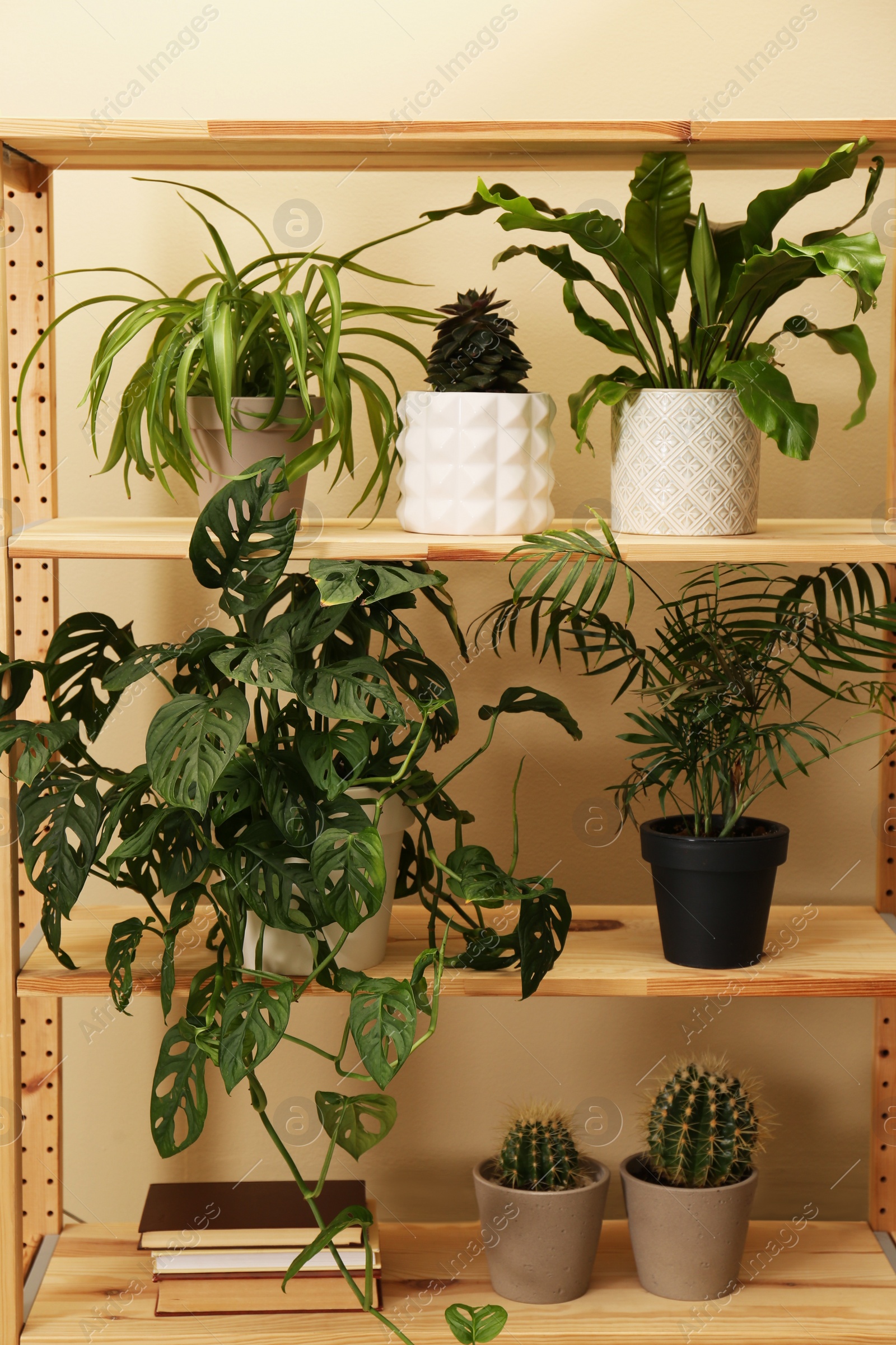 Photo of Beautiful houseplants and books on shelving unit near beige wall