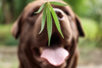 Detection Labrador dog sniffing hemp leaf outdoors