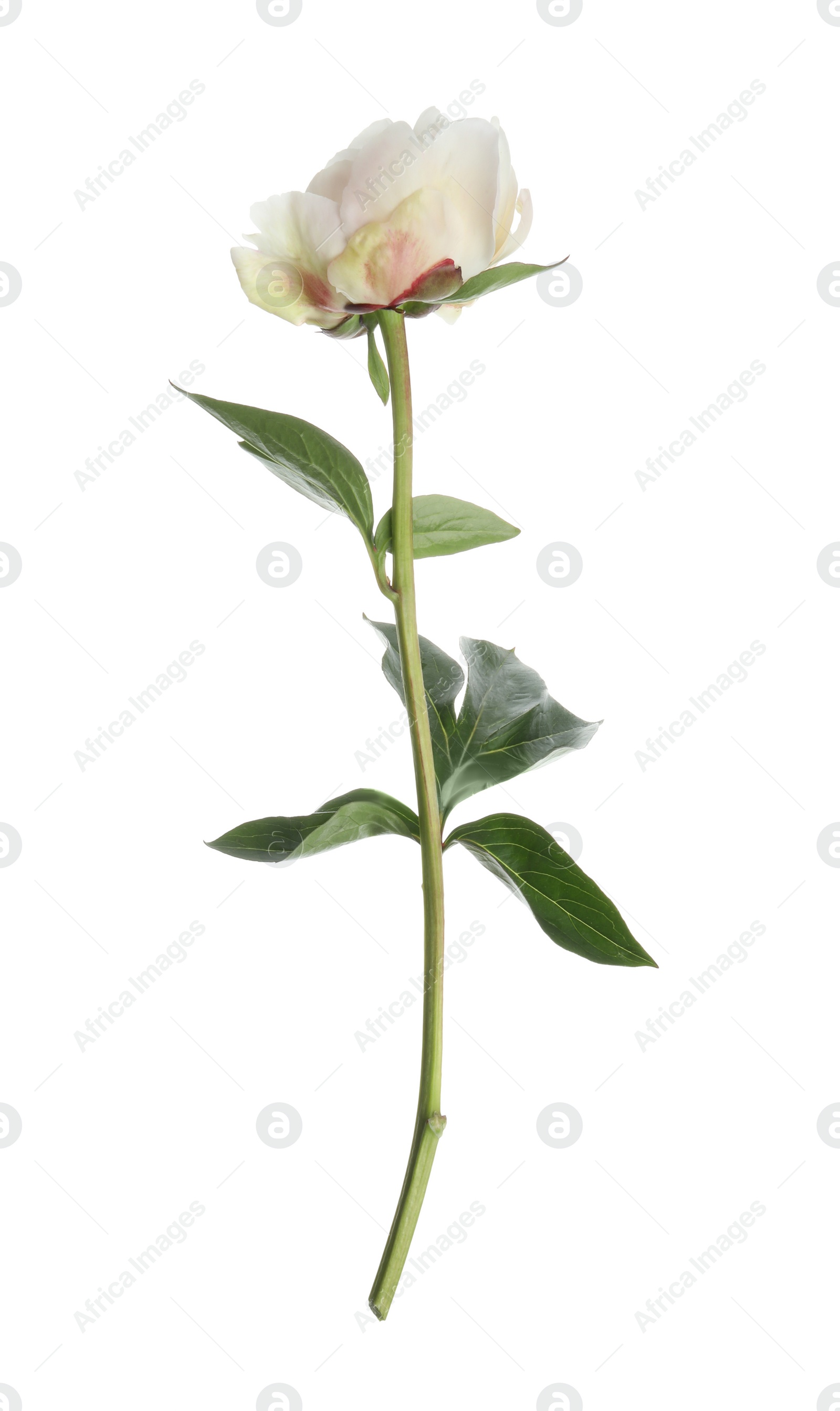 Photo of Beautiful fragrant peony flower isolated on white