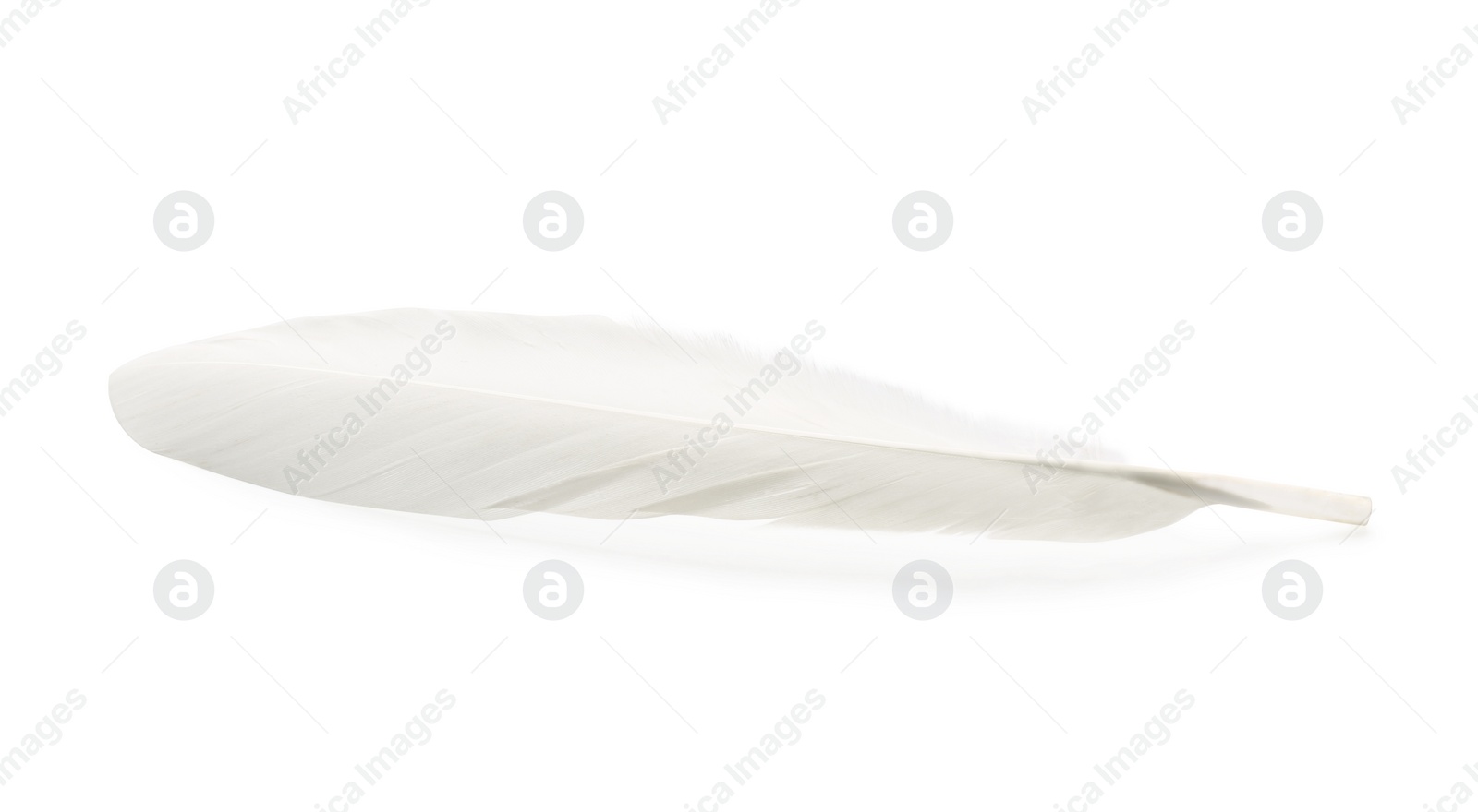 Photo of One fluffy beautiful feather isolated on white