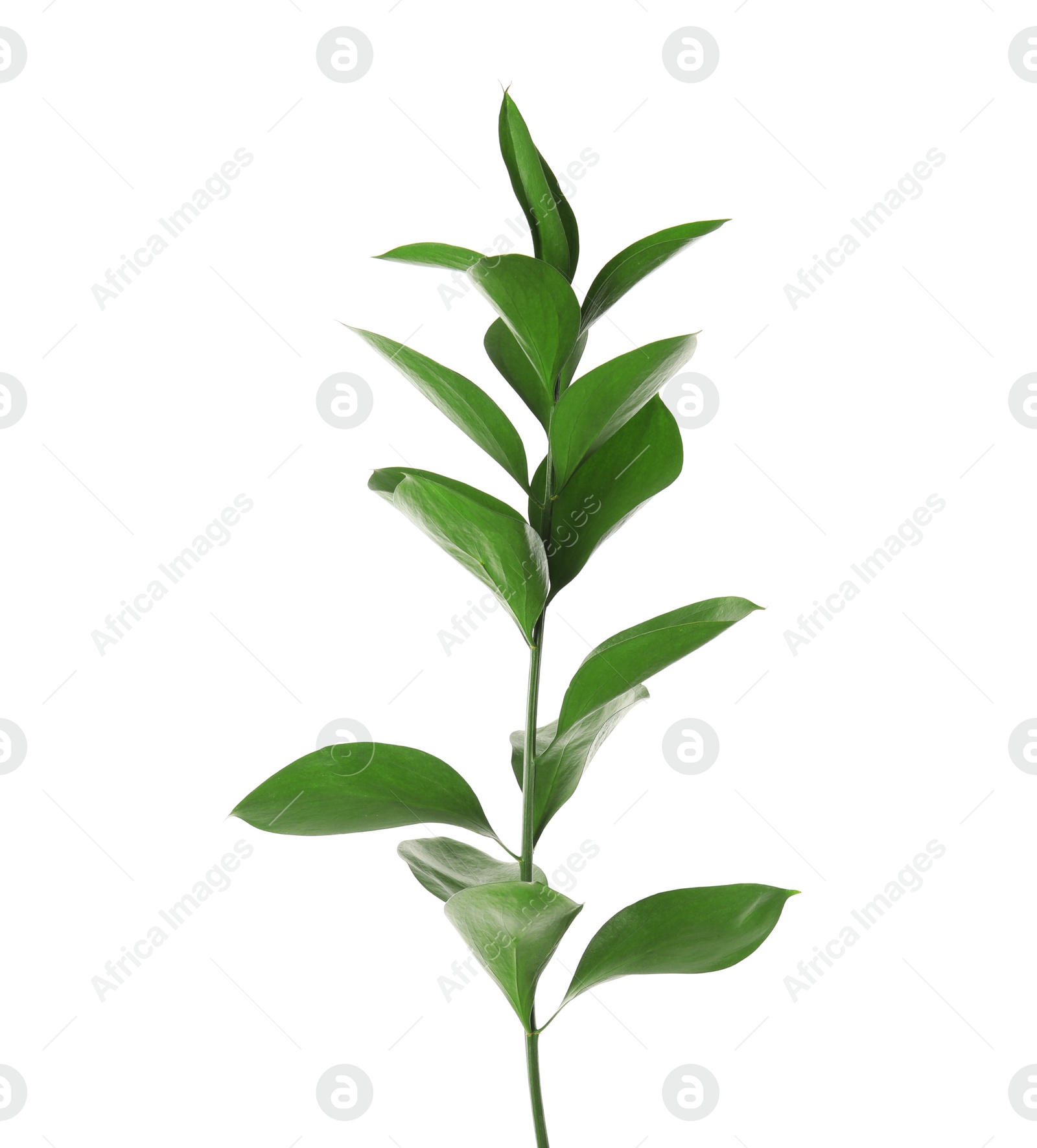 Photo of Branch with fresh green Ruscus leaves on white background