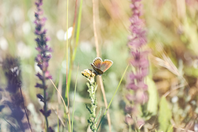 Photo of Beautiful Adonis blue butterfly on plant in field, closeup