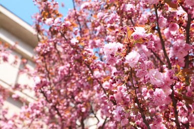 Photo of Sakura tree with beautiful blossoms on spring day outdoors